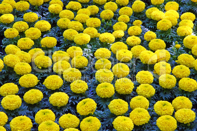 Yellow marigolds