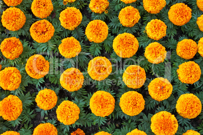 Yellow marigold