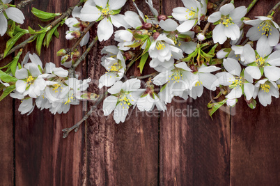 Flowering almond branches on a brown wooden surface