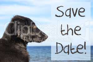 Dog At Ocean, Text Save The Date
