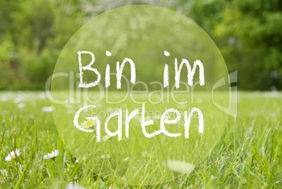 Gras Meadow, Daisy Flowers, Im Garten Means In The Garden