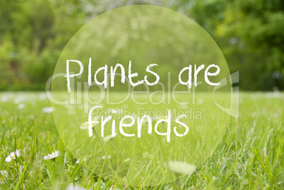 Gras Meadow, Daisy Flowers, Text Plants Are Friends