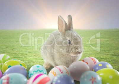 Rabbit with Easter eggs with sunset background.