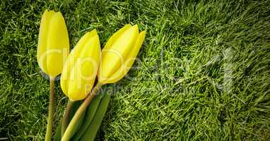 Daffodils on grass