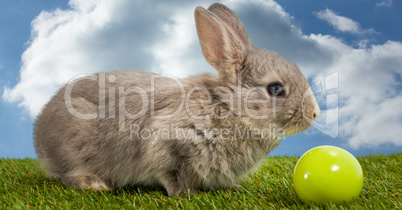 Rabbit with ball in front of blue sky