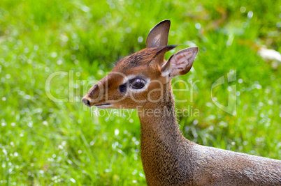 Head of a Dik-Dik on a green background