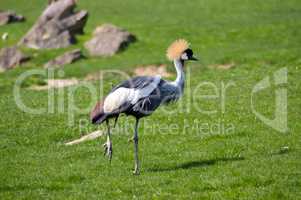Crowned crane that walks in a green