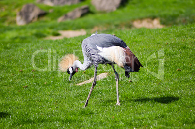 Crowned crane that walks in a green