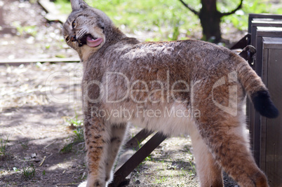 Lynx bathing with her tongue