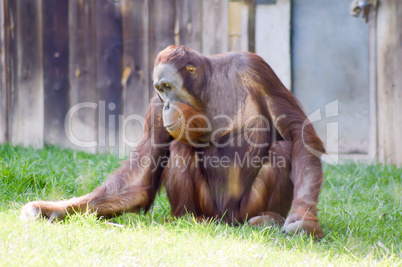 Monkey Orang-Outang walking in a green