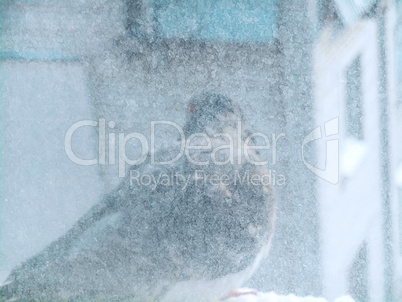 Dove sitting on a windowsill