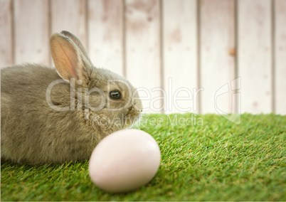 Brown rabbit with egg in the garden