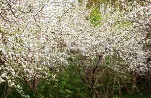 Blooming Apple trees in an old neglected garden.