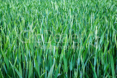 Wheat on field, close-up.