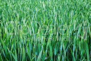 Wheat on field, close-up.