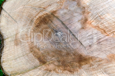 The surface of the stump of the felled tree.