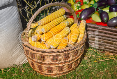 Corn in a basket for sale at the fair.