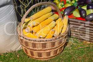 Corn in a basket for sale at the fair.