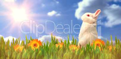 Composite image of side view of cute rabbit