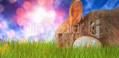 Composite image of bunny with floral pattern easter egg