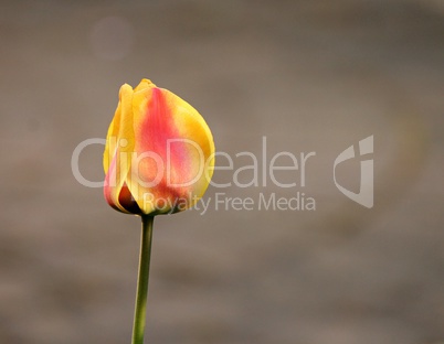 orange und gelbe Blüte einer Tulpe im Frühling
