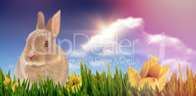 Composite image of close-up of easter bunny