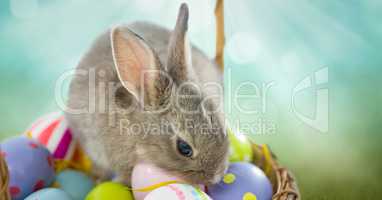 Easter rabbit with eggs basket in front of nature background