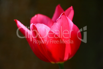 Tulpenblüte aus der Nähe