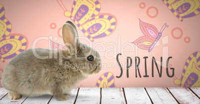 Spring text with Easter rabbit in front of pattern
