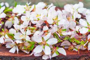 branches of a flowering almond in the sun on a tree stump