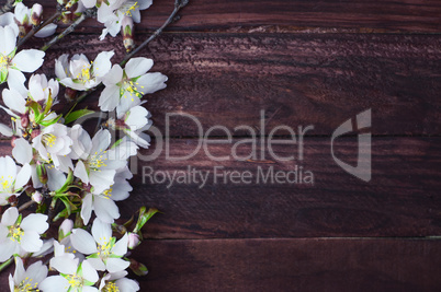 Branch with almond blossoms on a brown wooden surface