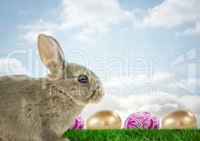 Easter rabbit with eggs in front of blue sky