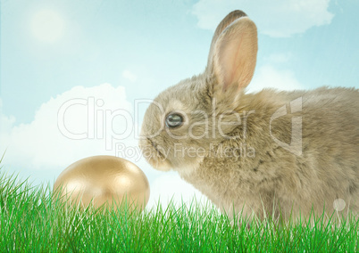 Brown rabbit with golden egg
