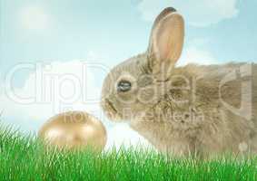 Brown rabbit with golden egg