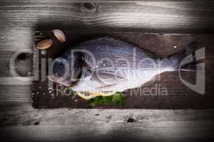 Sea Bream fish Dorade