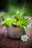 Fresh lettuce in the garden.