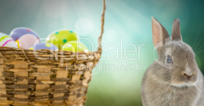 Easter Rabbit with eggs basket in front of nature background