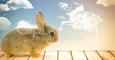 Easter rabbit in front of blue sky