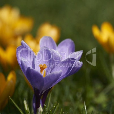 crocus