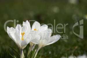 crocus