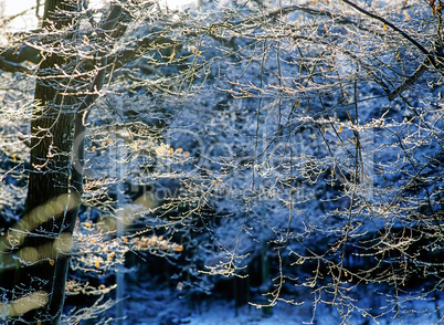 Forest in winter