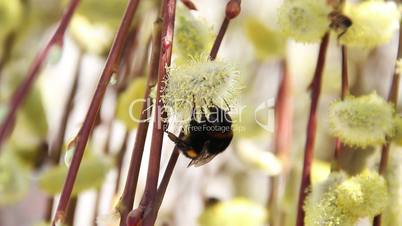 bumble-bee on blossoming willow