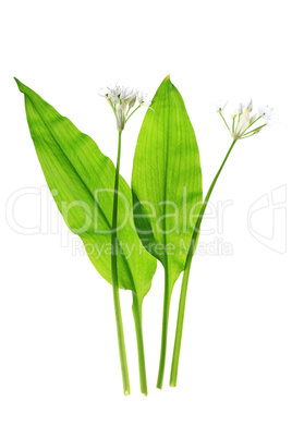Bärlauch (Allium ursinum)