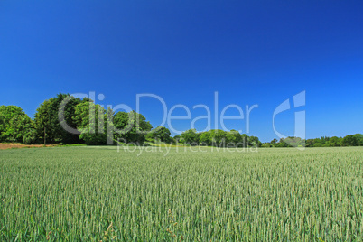 Weizenfeld vor blauem Himmel