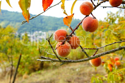 Weinbergpfirsiche am Baum