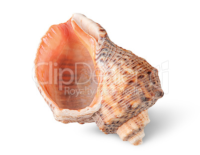 Seashell rapana vertically