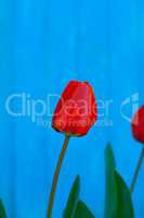 Red tulip on a blue background