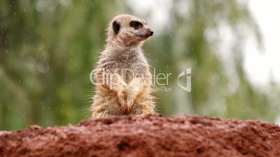 Suricate standing in the rain watching out from a rock