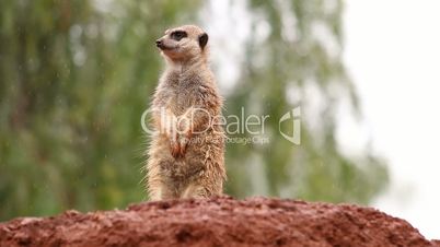 Suricate standing in the rain watching out from a rock observing the environment