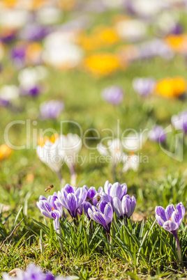 Krokus-Wiese - Bokeh